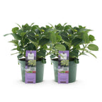 Green boutiQ - Terrassenpflanze - Hortensie - Hydrangea Magical Jewel Blue - Blau - 6-10 Blüten - 2 Pflanzen - Topf 23cm Höhe 55cm