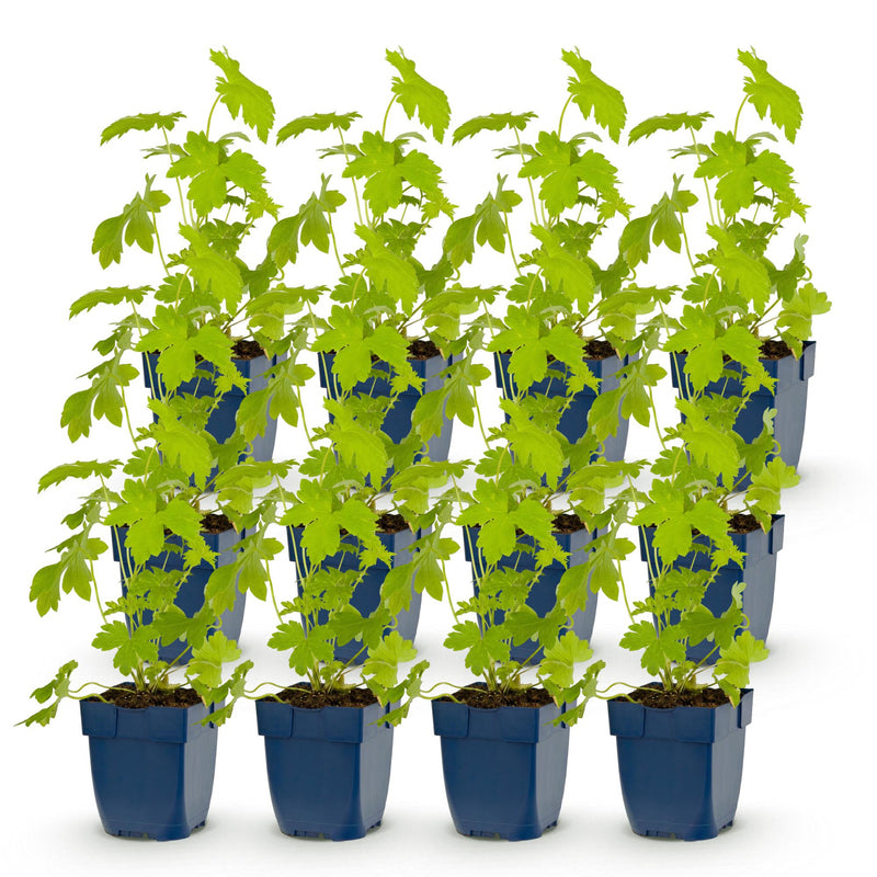 Green boutiQ - Vasteplant - Delphinium (P) Galahad - Ridderspoor - Bijen en Vlinderlokkers - Wit - 12 Planten - Pot 11cm - Hoogte 15-25cm