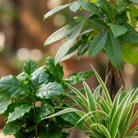 Green boutiQ - Kamerplant - Mix van 3 Makkelijke Kamerplanten - Pachira Aquatica, Coffea Arabica, Chlorophytum - Groen - Weinig onderhoud - 3 Planten - met Mand - Pot 12 - 14cm - Hoogte 25 - 45cm
