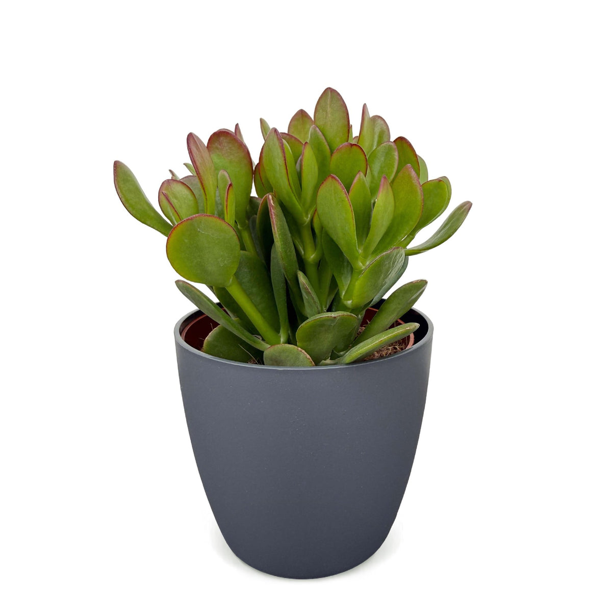 Crassula Ovata - Jade plant - Green - Succulent/cactus - incl. grijze pot - Ø12cm