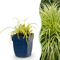 Green boutiQ - Gräser - Carex oshimensis Evergold - Japanische Segge - Immergrün - Gelb-Grün - 1 Pflanze - Topf 11cm - Höhe 15-25cm