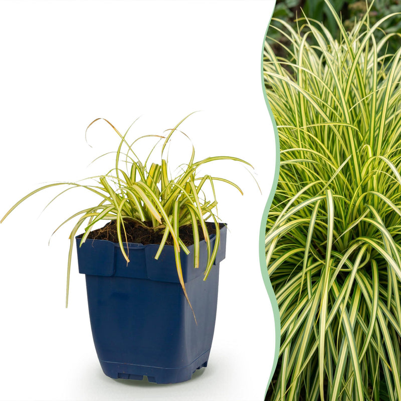 Green boutiQ - Grassen - Carex oshimensis Evergold - Japanse Zegge - Groenblijvend - Geel-Groen - 1 Plant - Pot 11cm - Hoogte 15-25cm