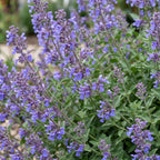 Green boutiQ - Vivace - Nepeta faassenii 'Six Hills Giant' - Herbe aux chats - Attire les abeilles et les papillons - Violet - 1 plante - Pot 11 cm - Hauteur 15-25 cm