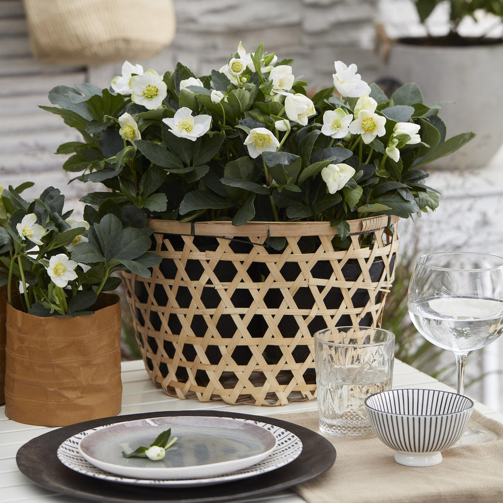 Green boutiQ - Plante de jardin - Rose de Noël - Hellébore Christmas Carol - Fleur Blanche - 4 Plantes - Persistante - Pot 10,5cm Hauteur 25cm