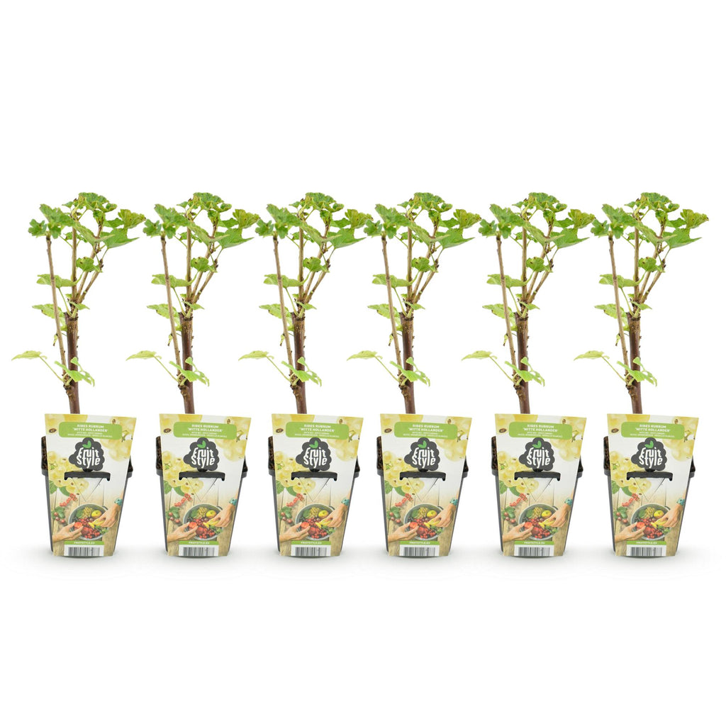 Green boutiQ - Plants fruitiers - Groseillier à maquereau blanc - Ribes rubrum Witte Hollander - Rustique - 6 plantes - Pot 9 cm - Groseille blanche