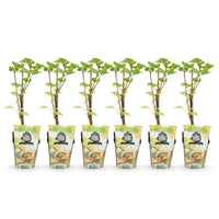 Green boutiQ - Fruitplanten - Wiite Bes - Ribes rubrum Witte Hollander - Winterhard - 6 Planten - Pot 9 cm - Witte Bes