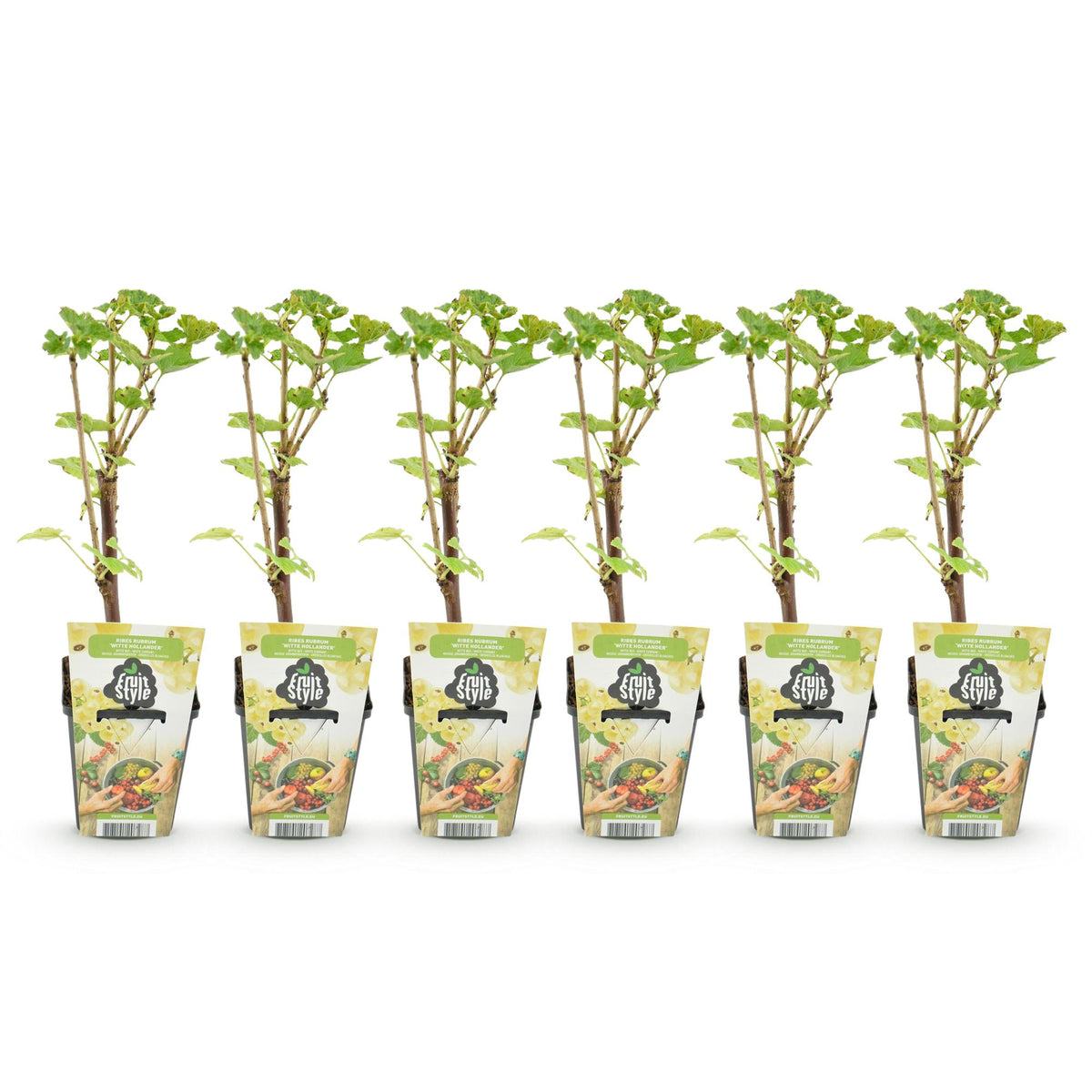 Green boutiQ - Plants fruitiers - Groseillier à maquereau blanc - Ribes rubrum Witte Hollander - Rustique - 6 plantes - Pot 9 cm - Groseille blanche