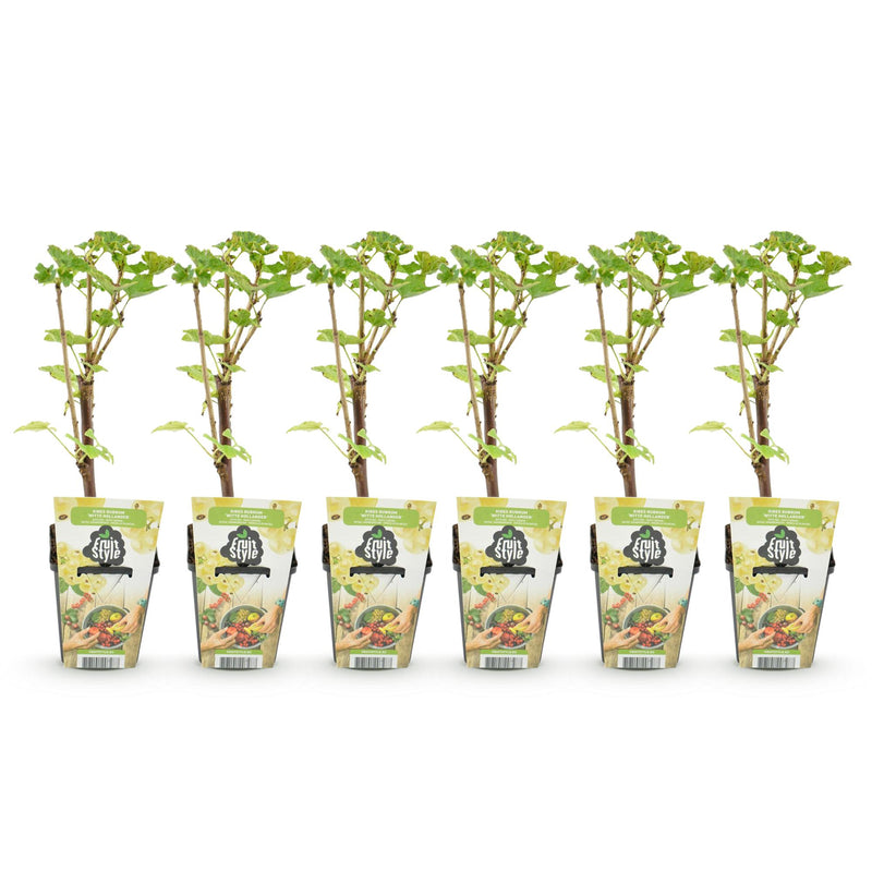 Green boutiQ - Fruitplanten - Wiite Bes - Ribes rubrum Witte Hollander - Winterhard - 6 Planten - Pot 9 cm - Witte Bes