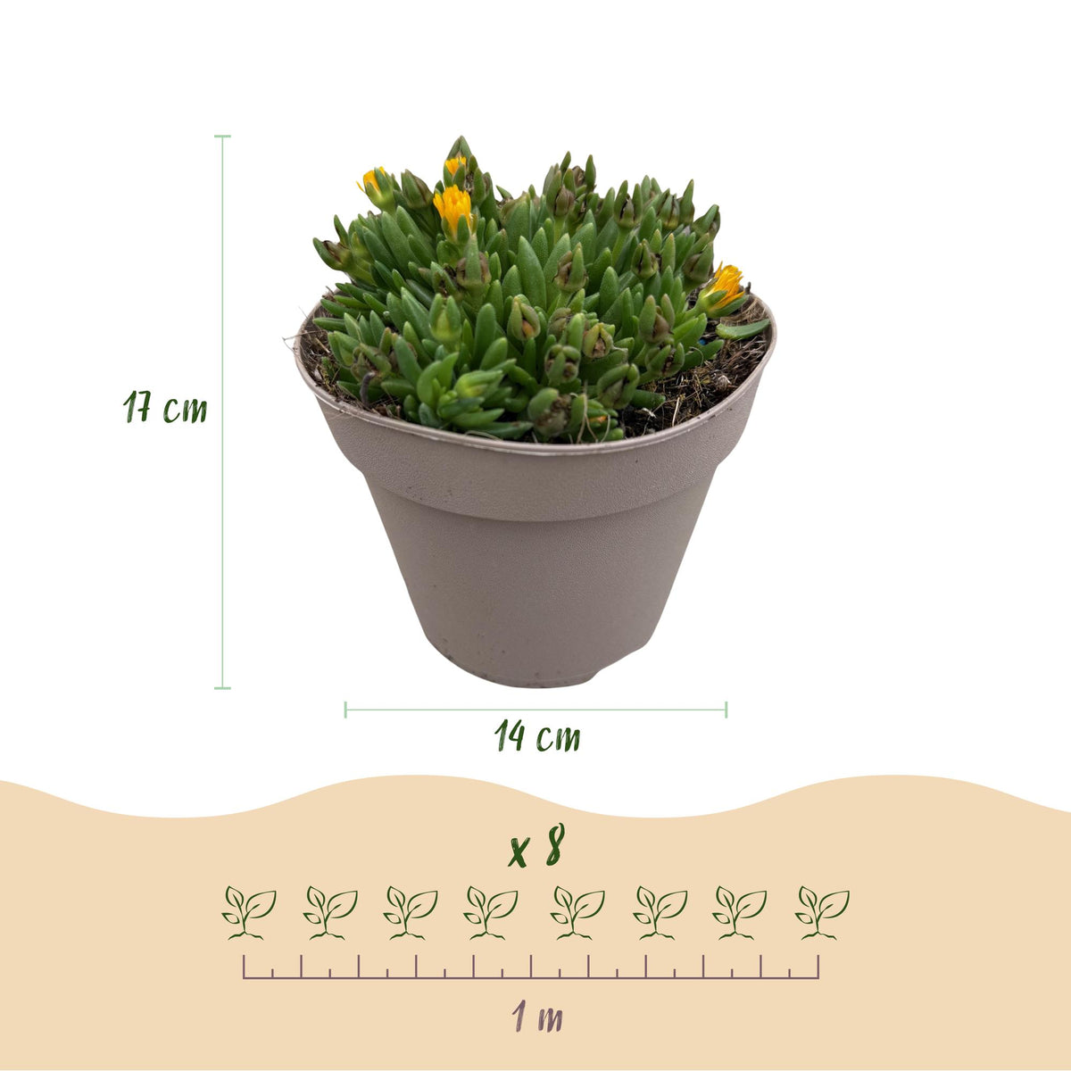 Green boutiQ - Couvre-sol - Rustique - Delosperma - 4 Plantes - Couleurs Rouge - Jaune - Violet - Rose - Peu d'entretien - Pot 14 Hauteur 17