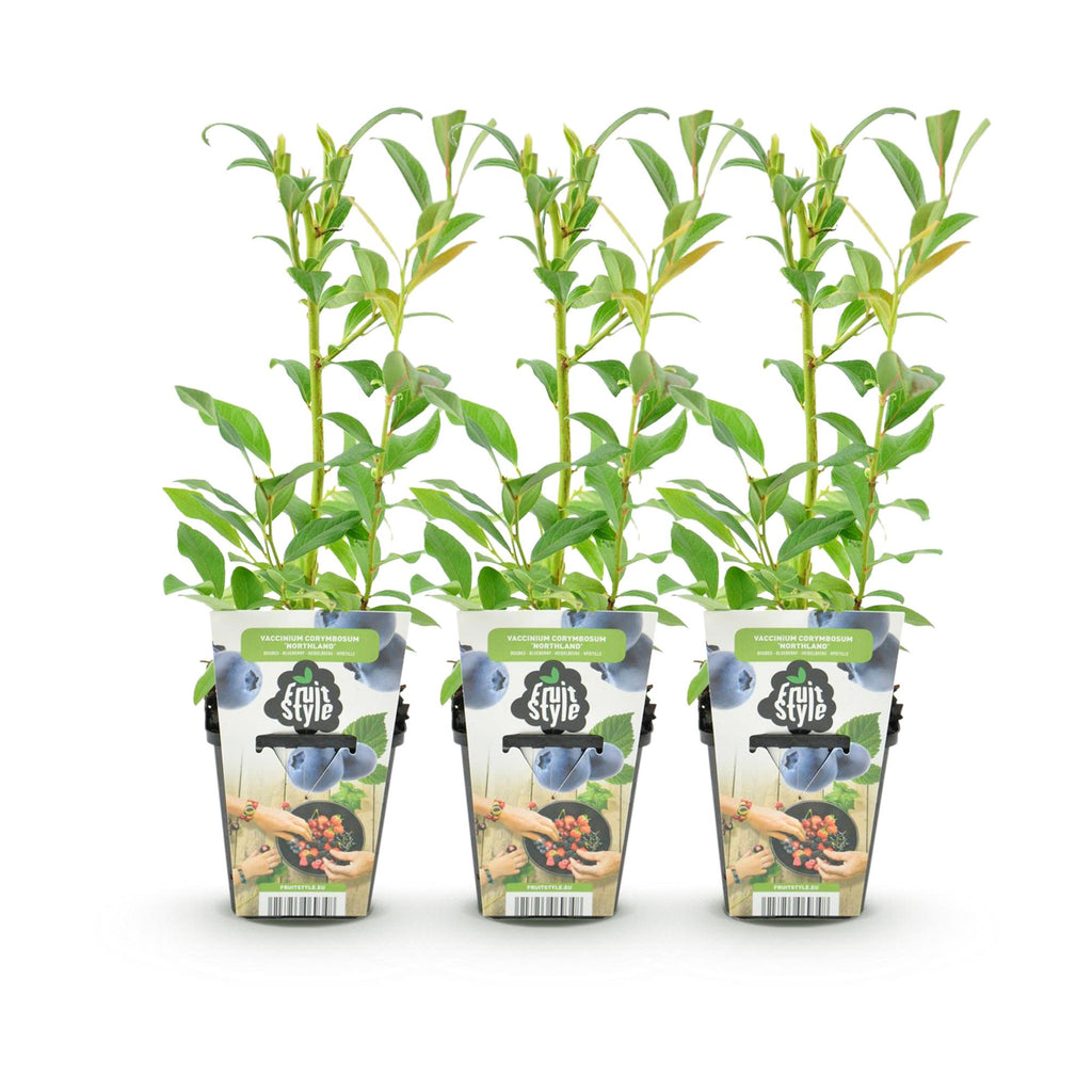 Green boutiQ - Plants fruitiers - Myrtille - Vaccinium corymbosum Northland - Rustique - 3 plantes - Pot 9 cm - Myrtille