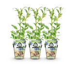 Green boutiQ - Plants fruitiers - Myrtille - Vaccinium corymbosum Northland - Rustique - 3 plantes - Pot 9 cm - Myrtille