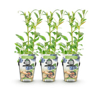 Green boutiQ - Fruitplanten - Blauwe Bes - Vaccinium corymbossum Northland - Winterhard - 3 Planten -Pot 9 cm - Blauwe Bes