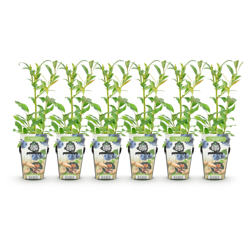 Green boutiQ - Plants fruitiers - Myrtille - Vaccinium corymbosum Northland - Rustique - 6 plantes - Pot 9 cm - Myrtille