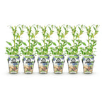 Green boutiQ - Plants fruitiers - Myrtille - Vaccinium corymbosum Northland - Rustique - 6 plantes - Pot 9 cm - Myrtille