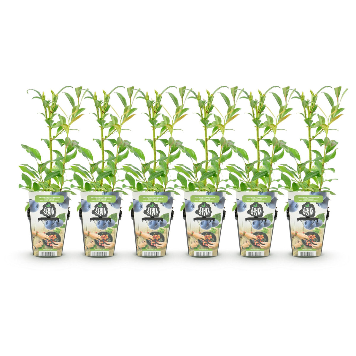 Green boutiQ - Plants fruitiers - Myrtille - Vaccinium corymbosum Northland - Rustique - 6 plantes - Pot 9 cm - Myrtille