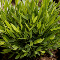 Green boutiQ - Kamerplant - Bamusa Pogonatherum Monica - Bamboegras - Huisdiervriendelijke Plant - Groen - 1 Plant - met Potter Grijs - Pot 12cm - Hoogte 20cm