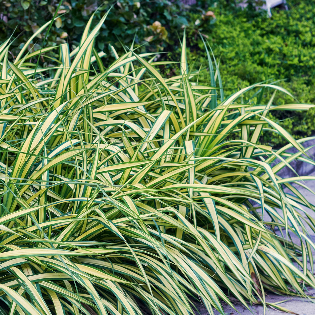 Green boutiQ - Graminées ornementales - Carex oshimensis Evergold - Jaune & Vert - 1 Plante - Persistant - Rustique - Pot 17cm Hauteur 50cm