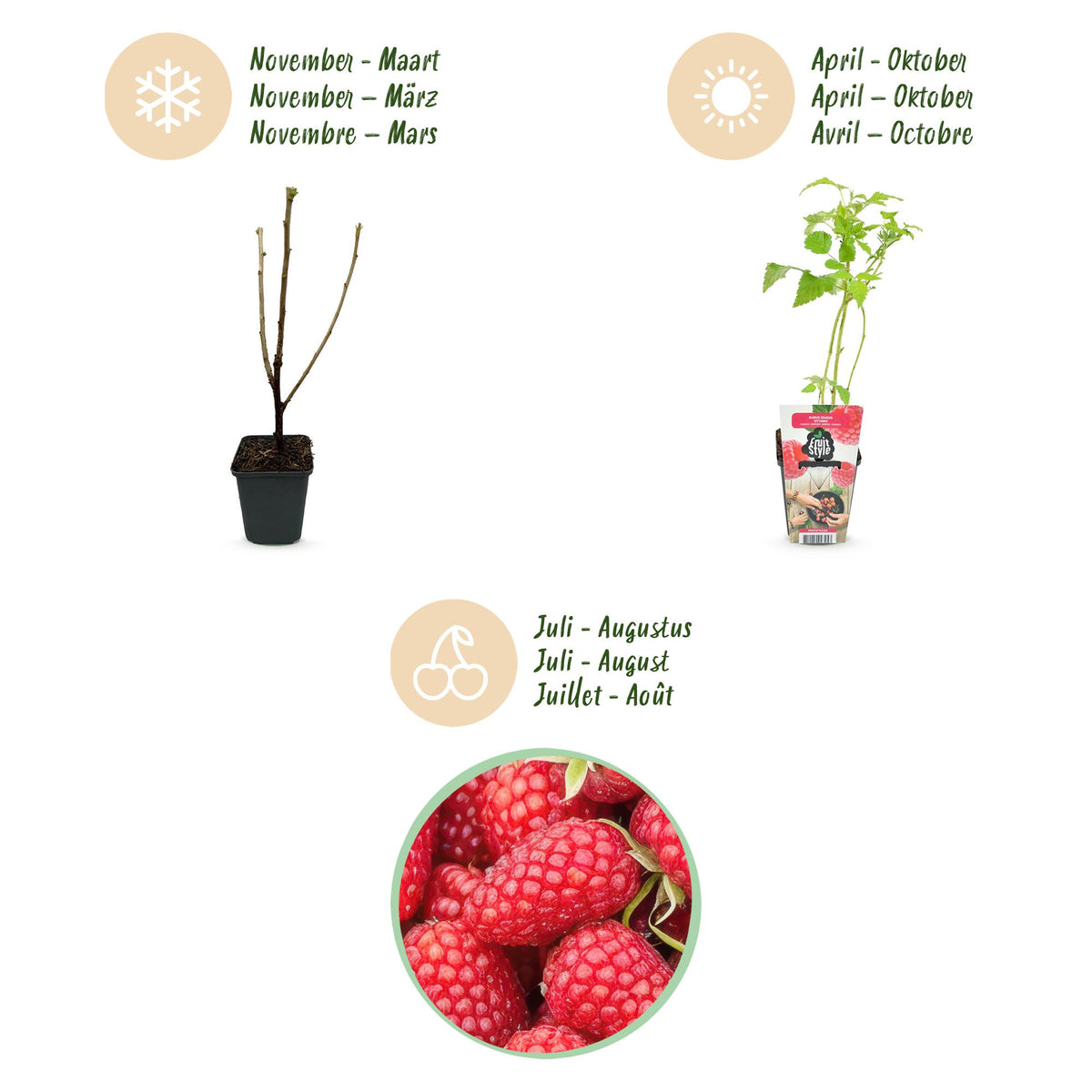 Green boutiQ - Fruitplanten - Framboos - Rubus idaeus Heritage - Winterhard - 3 Planten - Pot 9 cm - Rode Framboos