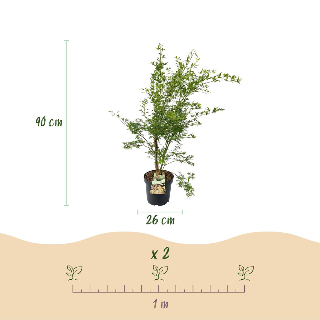 Green boutiQ - Plante de jardin - Acer palmatum Methamorphosa - Érable du Japon - Caduc - Vert - Orange - 1 - Pot 26cm - Hauteur 90cm