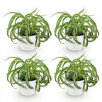 Green boutiQ - Zimmerpflanze - Chlorophytum comosum Bonnie - Grünlilie mit lockigen Blättern - Haustierfreundliche Pflanze - Grün - 4 Pflanzen - mit Übertopf Weiß - Topf 12 cm - Höhe 20 cm
