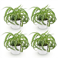 Green boutiQ - Kamerplant - Chlorophytum comosum Bonnie - Krullende Graslelie - Huisdiervriendelijke Plant - Groen - 4 Planten - met Potter Wit - Pot 12cm - Hoogte 20cm