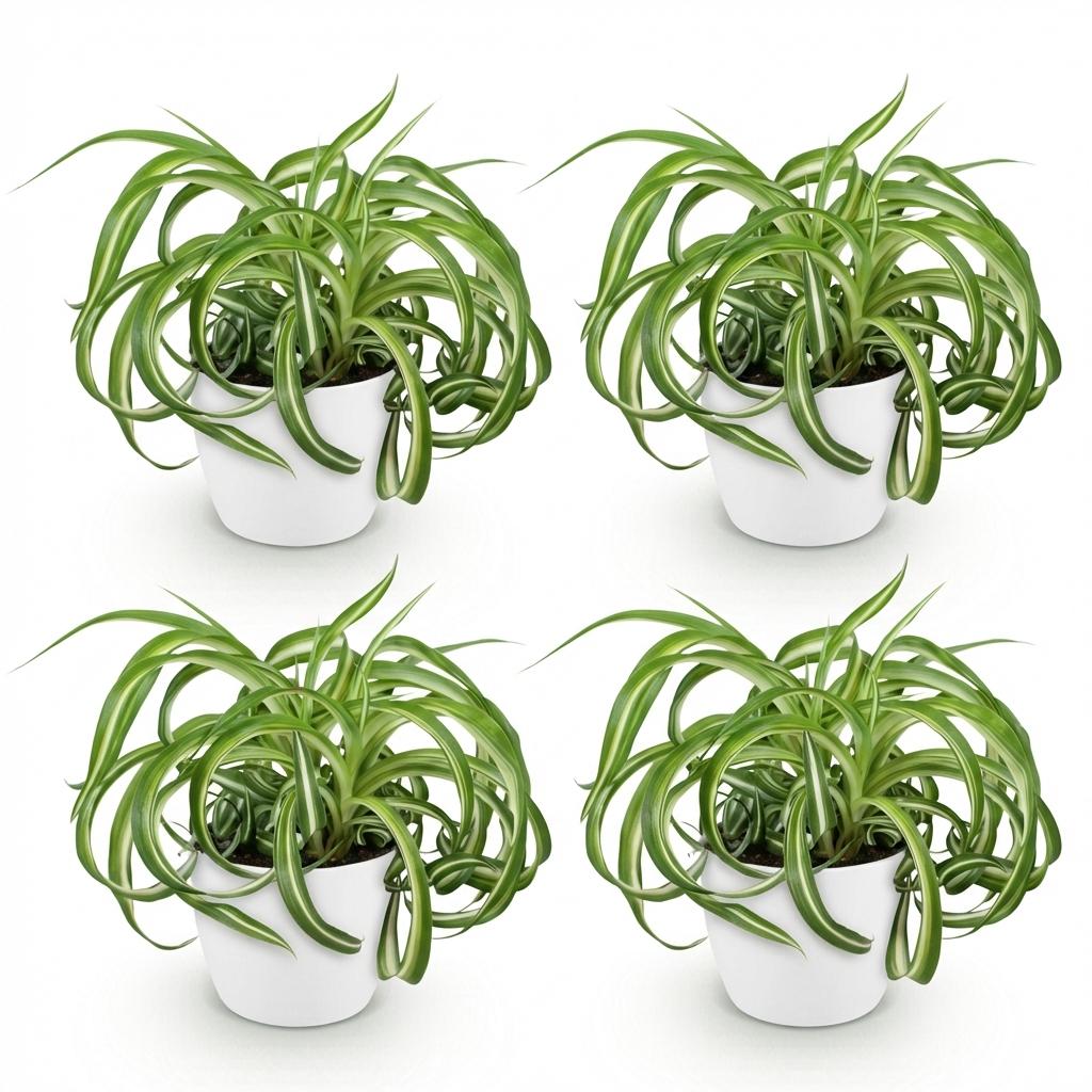 Green boutiQ - Zimmerpflanze - Chlorophytum comosum Bonnie - Grünlilie mit lockigen Blättern - Haustierfreundliche Pflanze - Grün - 4 Pflanzen - mit Übertopf Weiß - Topf 12 cm - Höhe 20 cm