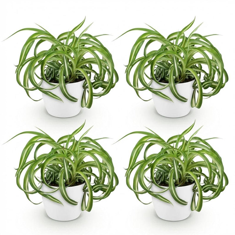 Green boutiQ - Kamerplant - Chlorophytum comosum Bonnie - Krullende Graslelie - Huisdiervriendelijke Plant - Groen - 4 Planten - met Potter Wit - Pot 12cm - Hoogte 20cm