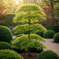 Green boutiQ - Terrasplant - Japanse Esdoorn - Acer palmatum Emerald Lace - Groen - 2 Planten - Bladverliezend - Pot 19cm Hoogte 70cm