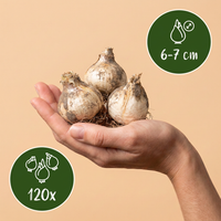 120x Allium Buzzing Beauties - Sierui Buzzing Beauties - Diversen - Zomerbloeier - Bolmaat 6/7