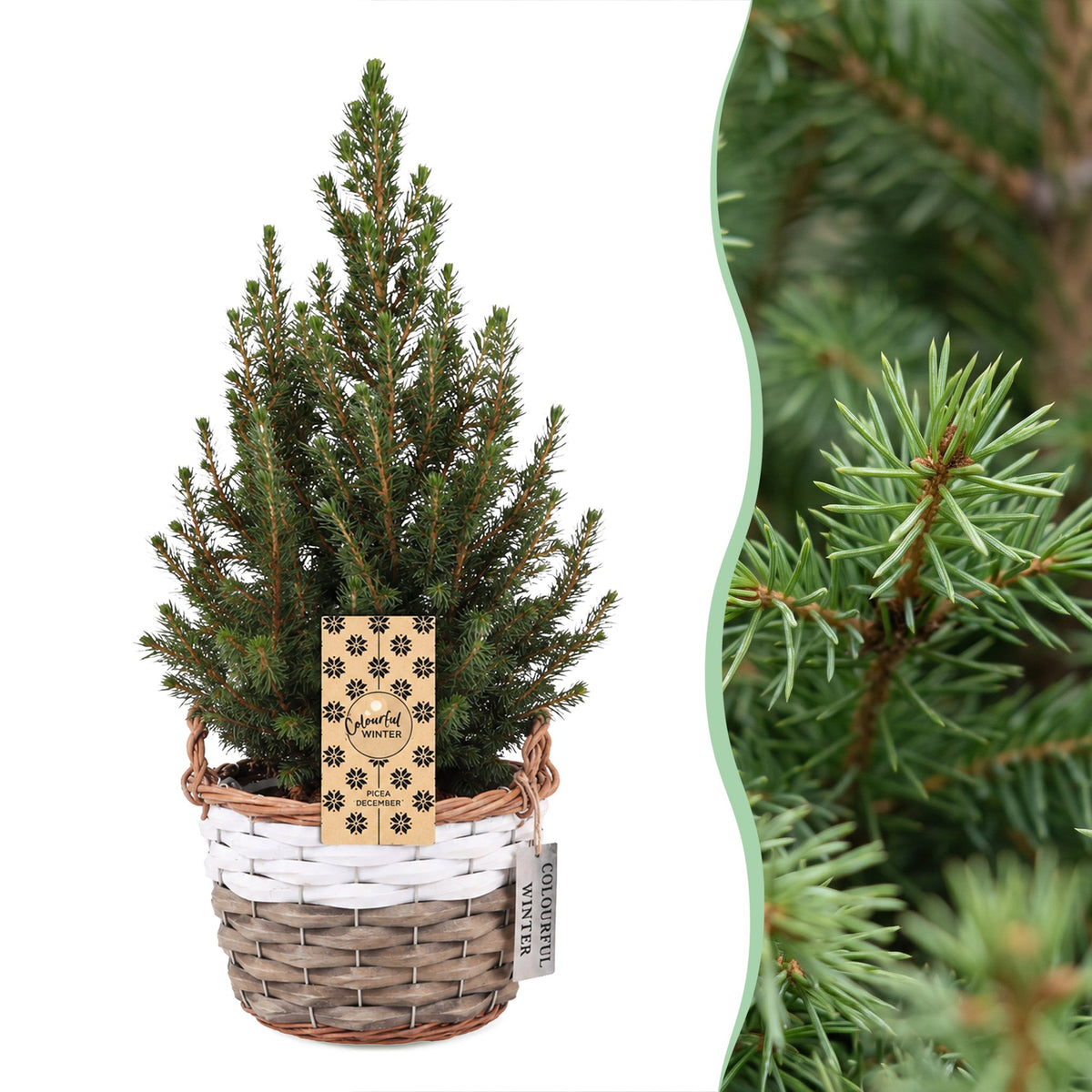 Picea glauca Conica - Dwarf Alberta Spruce - Green - Christmas tree - incl. basket - Ø17cm - ↕65cm