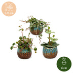 3x Baby Peperomia Mix - Green - Red - Tropical - incl. Copper Reef - Ø6cm - ↕5-15cm