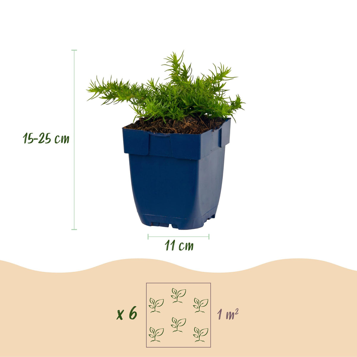 Green boutiQ - Plante vivace - Phlox Rosette - Phlox - Couvre-sol - Rose - 3 Plantes - Pot 11cm - Hauteur 15-25cm