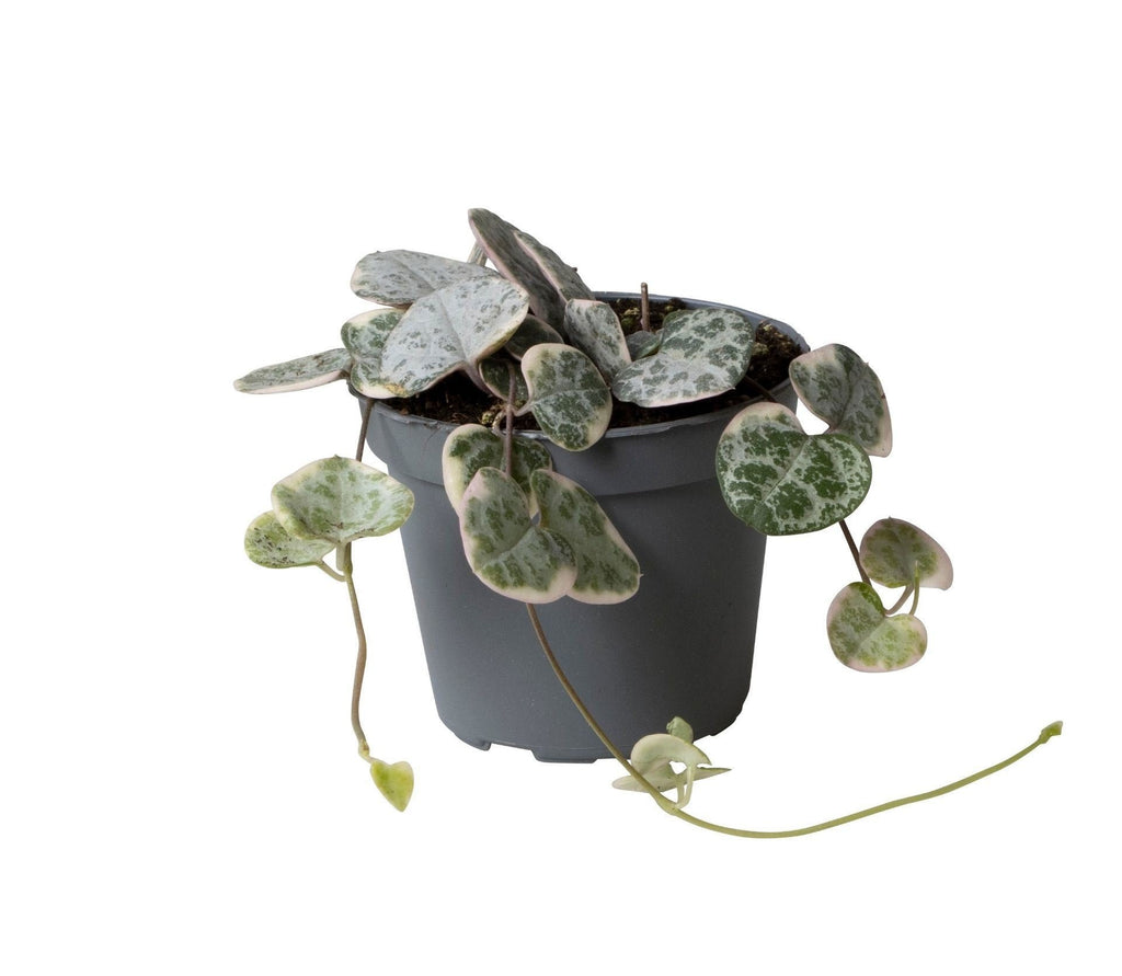 Ceropegia Woodii Variegata - Variegated String of Hearts - Grey - Green - Beige - Tropical - Ø6cm - ↕5cm