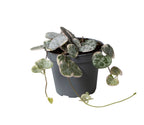 Ceropegia Woodii Variegata - Variegated String of Hearts - Grey - Green - Beige - Tropical - Ø6cm - ↕5cm