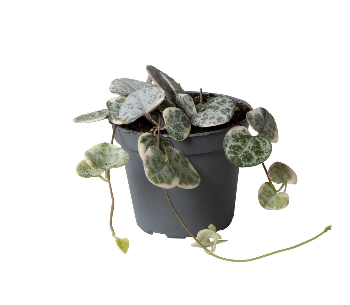Ceropegia Woodii Variegata - Variegated String of Hearts - Grey - Green - Beige - Tropical - Ø6cm - ↕5cm