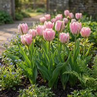 48x Tulipa Double Pink - Dubbele roze tulp - Roze - Voorjaarsbloeier - Bolmaat 11/12
