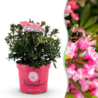 Green boutiQ - Rhododendron nain - Rhododendron Bloombux Magenta - Buis fleuri - Peu d'entretien - Fleur rose - 1 plante - Pot 17 cm - Hauteur 30-40 cm
