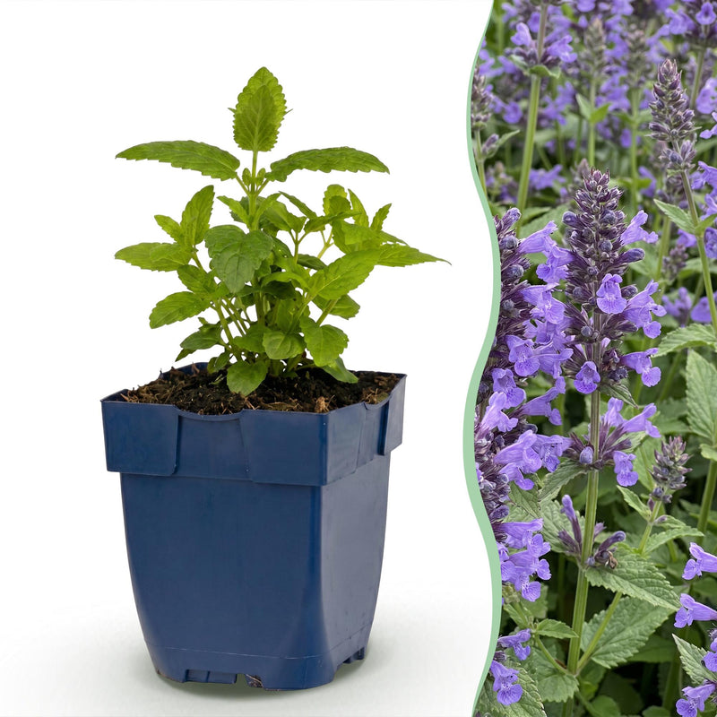 Green boutiQ - Vasteplant - Nepeta nerv. Neptune - Kattenkruid - Bijen en Vlinderlokkers - Paars - 1 Plant - Pot 11cm - Hoogte 15-25cm