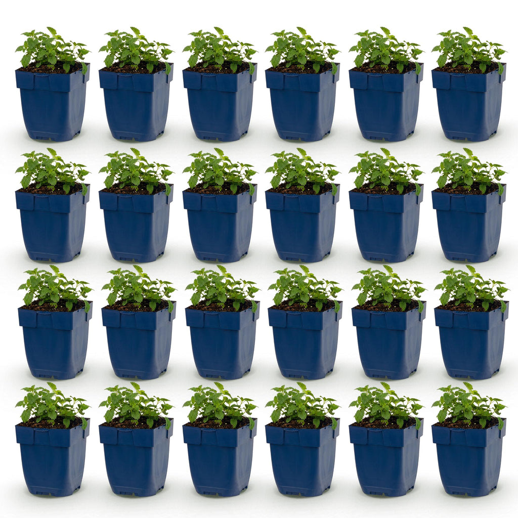 Green boutiQ - Stauden - Nepeta faassenii Snowflake - Katzenminze - Bienen- und Schmetterlingsmagnet - Weiß - 24 Pflanzen - Topf 11cm - Höhe 15-25cm