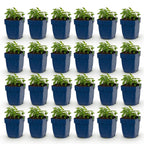 Green boutiQ - Stauden - Nepeta faassenii Snowflake - Katzenminze - Bienen- und Schmetterlingsmagnet - Weiß - 24 Pflanzen - Topf 11cm - Höhe 15-25cm