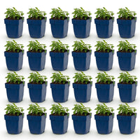 Green boutiQ - Vasteplant - Nepeta faassenii Snowflake - Kattenkruid - Bijen en Vlinderlokkers - Wit - 24 Planten - Pot 11cm - Hoogte 15-25cm