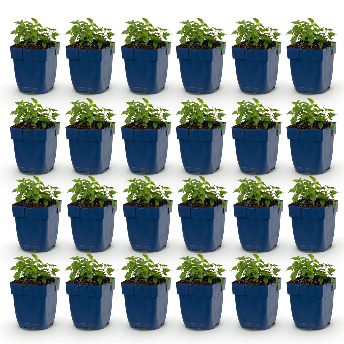 Green boutiQ - Stauden - Nepeta faassenii Snowflake - Katzenminze - Bienen- und Schmetterlingsmagnet - Weiß - 24 Pflanzen - Topf 11cm - Höhe 15-25cm