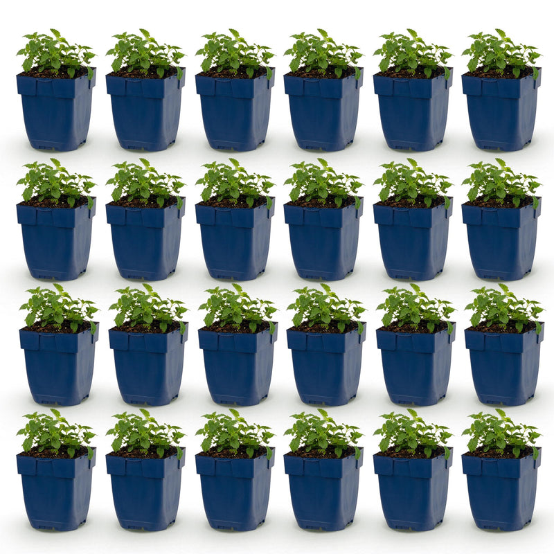 Green boutiQ - Vasteplant - Nepeta faassenii Snowflake - Kattenkruid - Bijen en Vlinderlokkers - Wit - 24 Planten - Pot 11cm - Hoogte 15-25cm