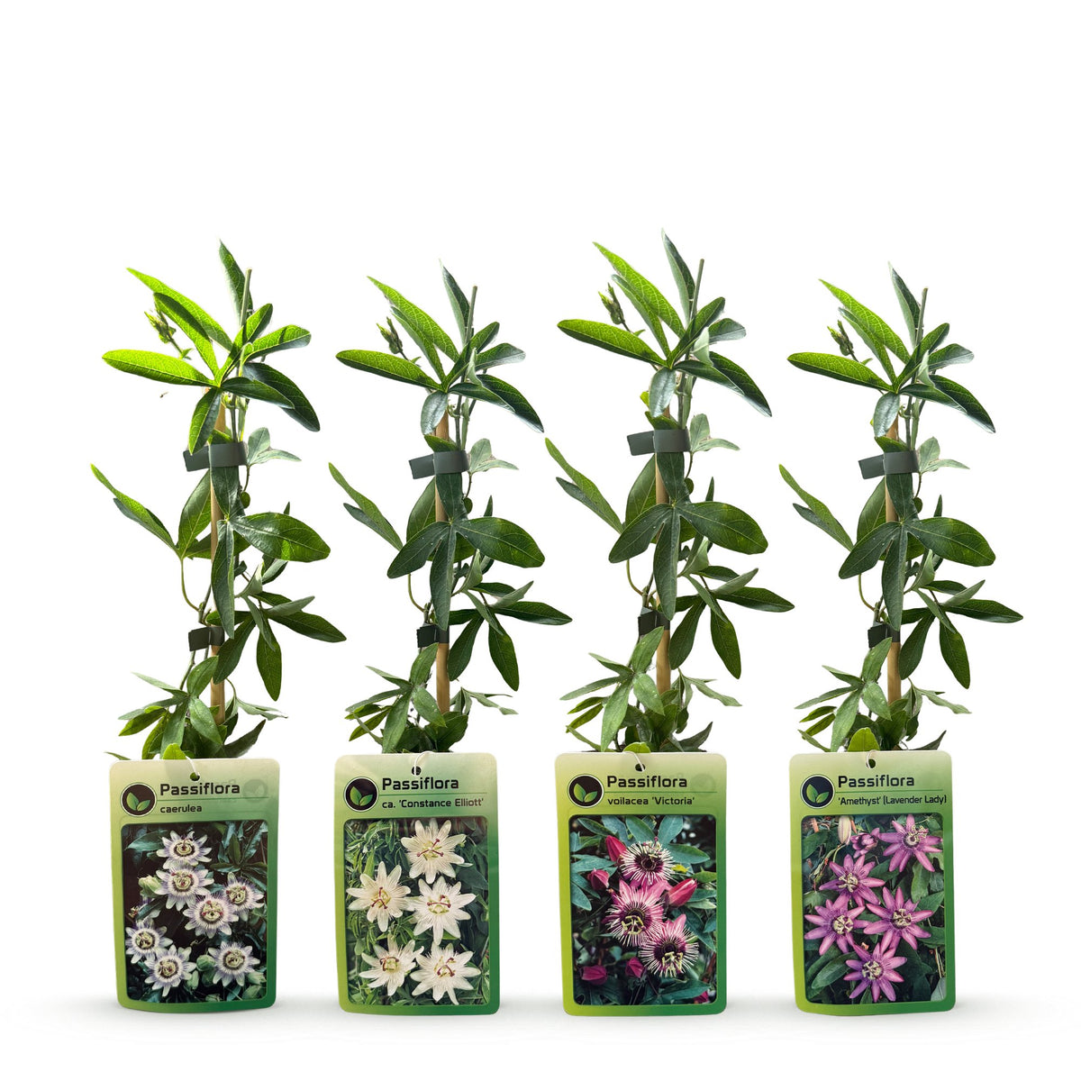 12x Passiflora Rainbow - Rainbow passion flower - White - Purple - Pink - Purple - Climber - Ø9cm - ↕35cm