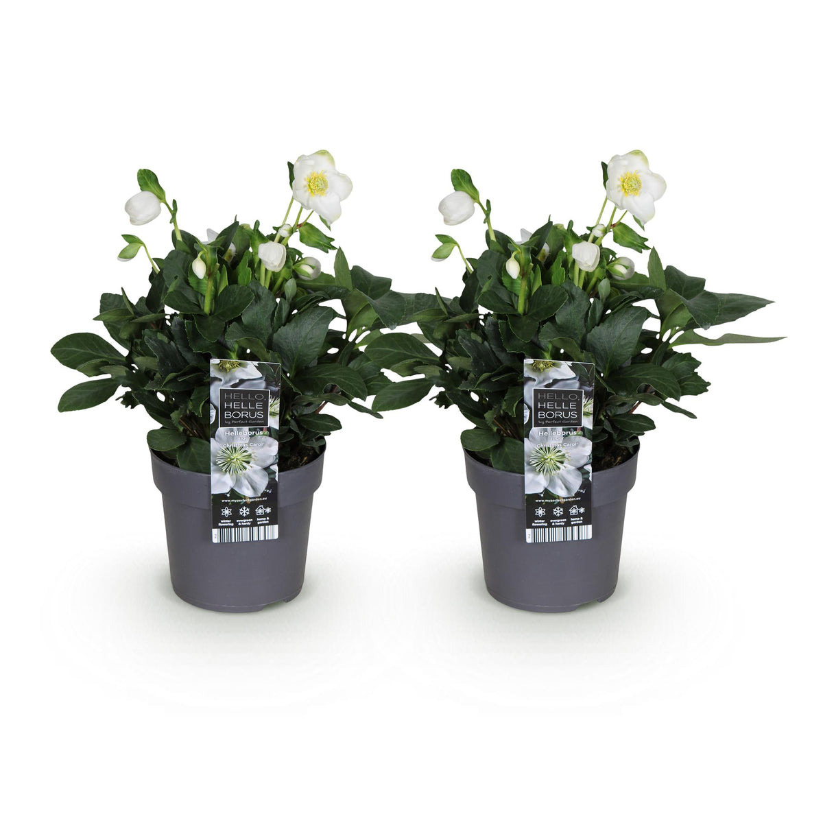 Green boutiQ - Plante de jardin - Rose de Noël - Hellébore Christmas Carol - Fleur blanche - 2 plantes - Persistant - Pot 14cm Hauteur 30cm