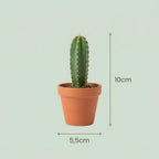 Mini Mix de Cactus & Succulentes - 18 Pièces - Ø 5,5 cm - Hauteur : 5-10 cm