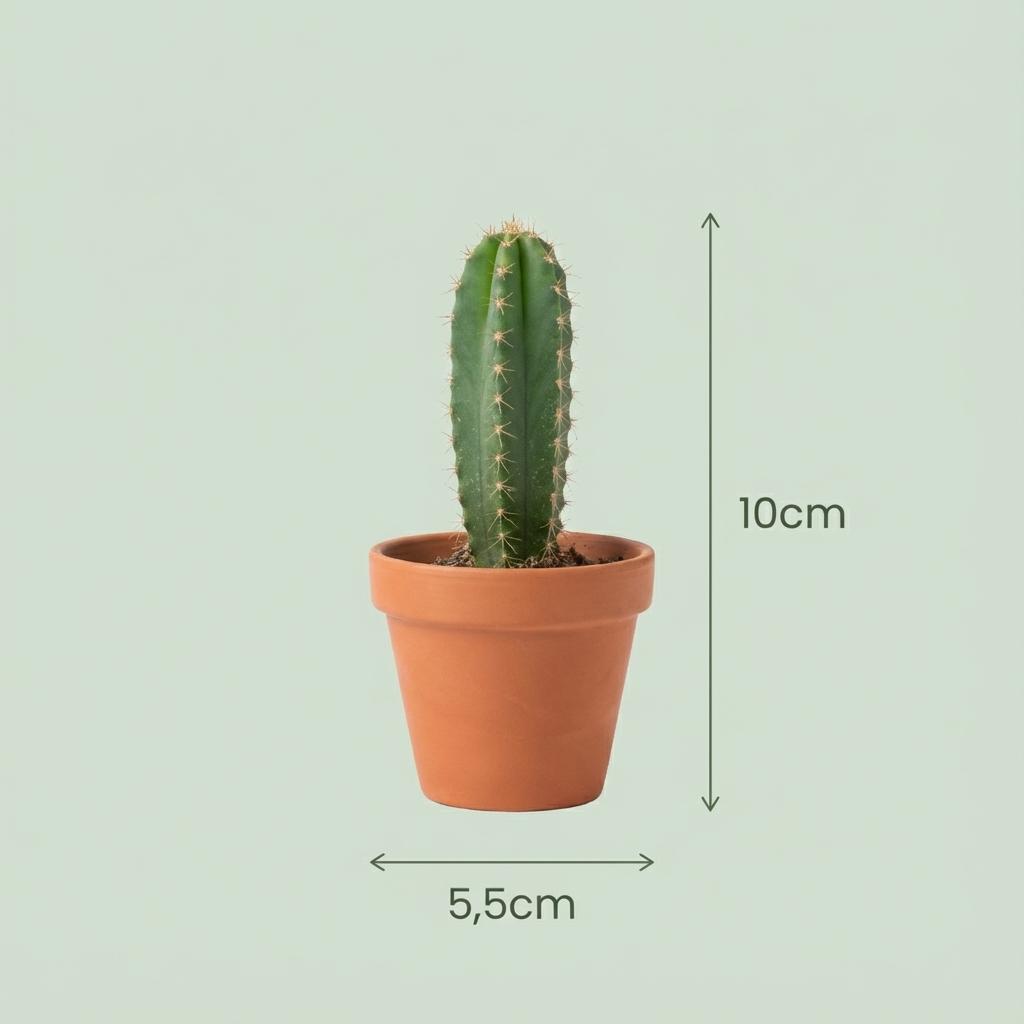 Mini Mix de Cactus & Succulentes - 18 Pièces - Ø 5,5 cm - Hauteur : 5-10 cm