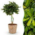 Green boutiQ - Green is… Plantes d'intérieur - Schefflera Gold Capelle - Arbre ombrelle - Peu d'entretien - avec panier - Vert - or - 1 Plante - Pot 21cm - Hauteur 70-81cm