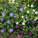 Plante vivace - Vinca Tricolour - Pervenche - Couvre-sol - Bleu - Violet - Blanc - 12 plantes - Pot 11 cm - Hauteur 15-25 cm