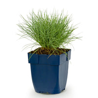 Green boutiQ - Vasteplant - Festuca glauca - Blauwgras - Groenblijvend - Blauw - 1 Plant - Pot 11cm - Hoogte 15-25cm